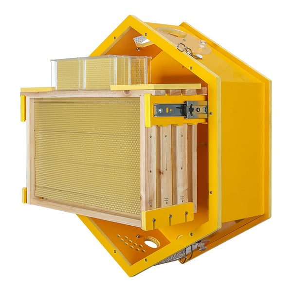 SkogHive Wall-Mounted Hexagon Observation Beehive - Clear View Educational Kit